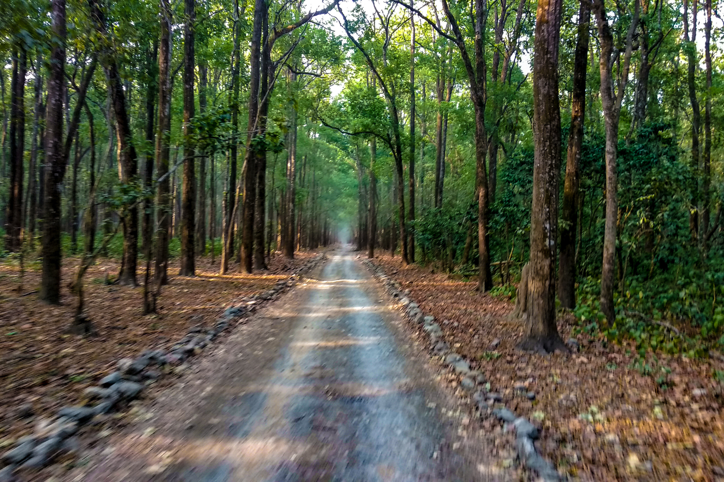 bako national park (4).webp